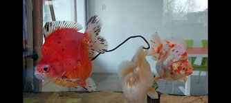 Screenshot_20210303-204132_Video Player.jpg