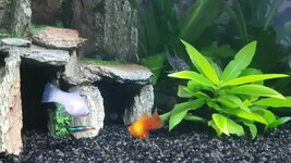 Screenshot_20210419-090051_Video Player.jpg