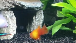 Screenshot_20210419-090101_Video Player.jpg