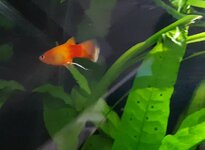 Screenshot_20210419-132530_Video Player.jpg