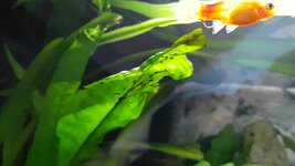 Screenshot_20210419-132452_Video Player.jpg