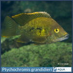 Ptychochromis grandidieri.jpg
