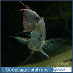 Geophagus altifrons.jpg