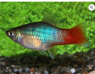 Blue Red-tail Platy.jpg