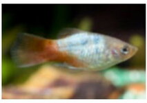 Blue red tail platy 2.jpg