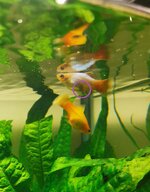 2021_40L_Aquarium_Zwangere_Visje_08 (1).jpg