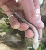 Screenshot 2022-03-11 at 15.16.10.png