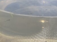 CD01D652-B3D1-4C61-BCCB-8C078C9D203D.jpeg