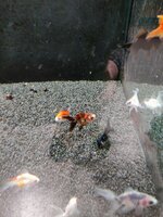 IMG_20230122_132350946~3.jpg