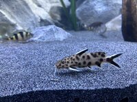 IMG_8753.jpeg