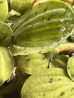 IMG_6988.jpeg