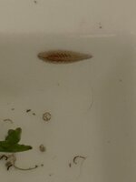 IMG_8106.jpeg