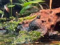 IMG_9229.jpeg