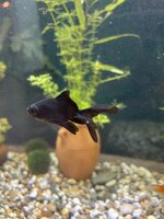 IMG_5395.jpeg