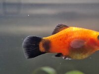 platy 3.jpg