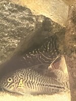 IMG_1091.jpeg