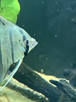 IMG_1229.jpeg