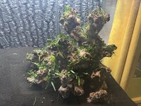 IMG_1931.jpeg