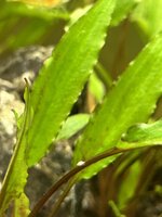 IMG_2935.jpeg