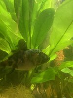 IMG_3887.jpeg