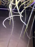 IMG_1577.jpeg