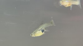 IMG_9144.jpeg