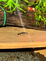 IMG_1552.jpeg