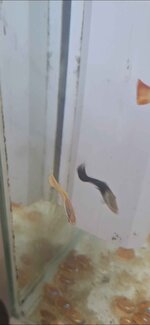 brains albino fish.jpg
