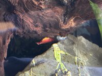 IMG_4985.jpeg