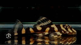 Screenshot_20250517_183927_Samsung Internet.jpg