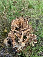 IMG_2712.jpeg