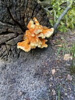 IMG_2711.jpeg
