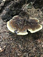 IMG_2685.jpeg