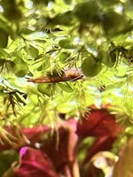 IMG_9104.jpeg
