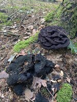 IMG_2947.jpeg