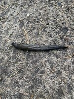 IMG_2946.jpeg