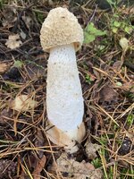 IMG_2945.jpeg