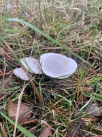 IMG_2944.jpeg