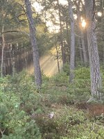 IMG_2943.jpeg