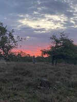 IMG_2956.jpeg