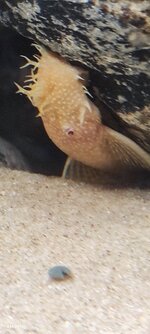 Ancistrus Temmincki Albinom.jpg