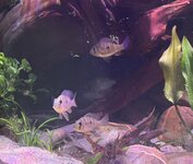 IMG_2230.jpeg