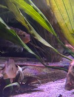 IMG_2227.jpeg