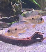 IMG_2208.jpeg