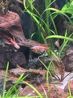 IMG_2920.jpeg