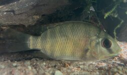 IMG_1338.jpeg