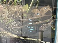 IMG_4133.jpeg