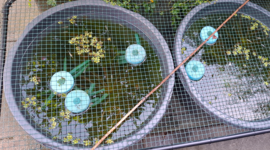f2.png
