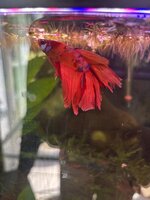 IMG_2653.jpeg