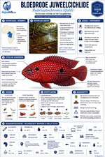 Rubricatochromis lifalili - Bloedrode Juweel Cichlide - Infographic.jpg